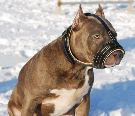 Bestseller Amstaff Maulkorb mit Nappa Leder